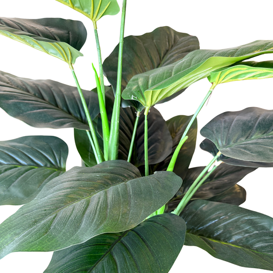 Planta Filodendro Gigante en Maceta