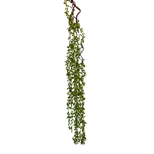Senecio Colgante Premium - Guía Botánica Realista
