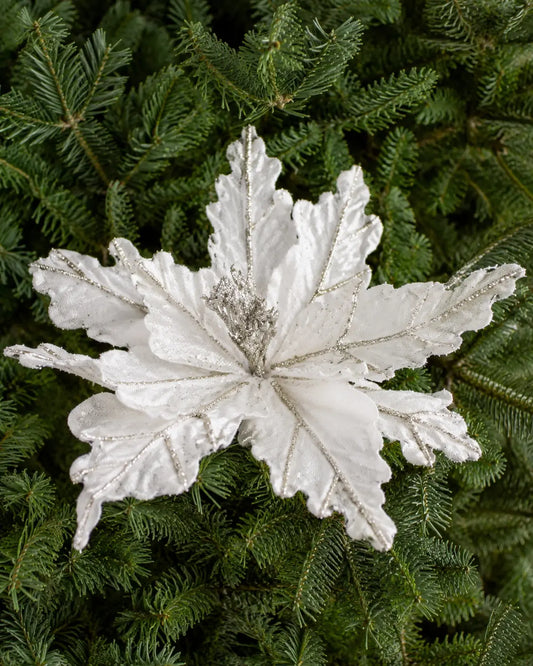 Flor de Nochebuena Platino
