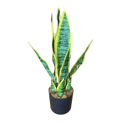 Sansevieria Artificial Premium