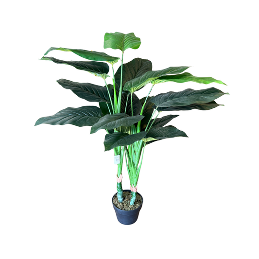 Planta Filodendro Gigante en Maceta