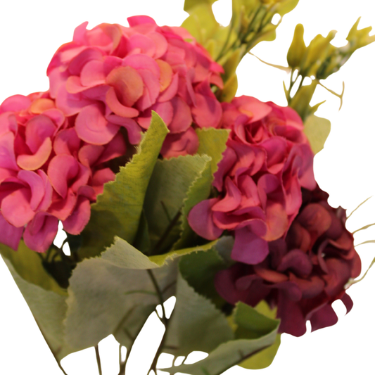 Hortensia Fina - Fiusha