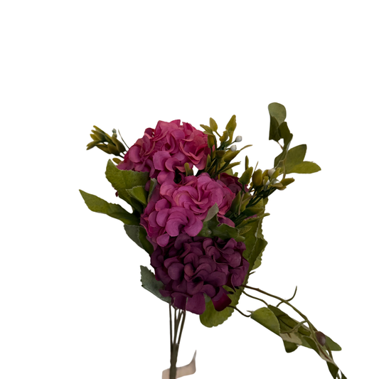 Hortensia Fina - Fiusha