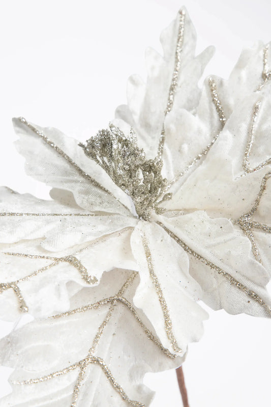 Flor de Nochebuena Platino