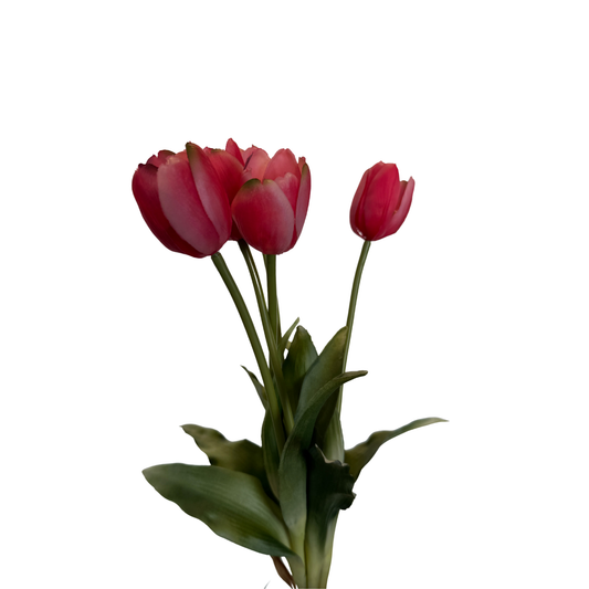 Ramo de Tulipán Fino - Rojo Carmesí