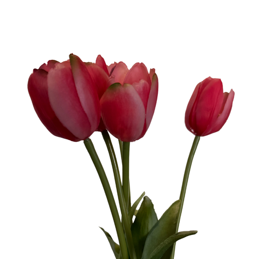 Ramo de Tulipán Fino - Rojo Carmesí
