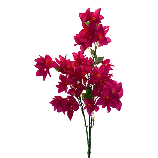 Bugambilia Premium - Fiusha Vibrante