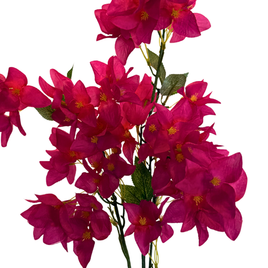 Bugambilia Premium - Fiusha Vibrante