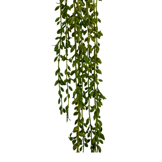 Senecio Colgante Premium - Guía Botánica Realista