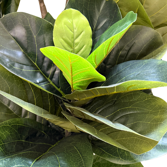 Ficus Pandurata Jumbo Artificial