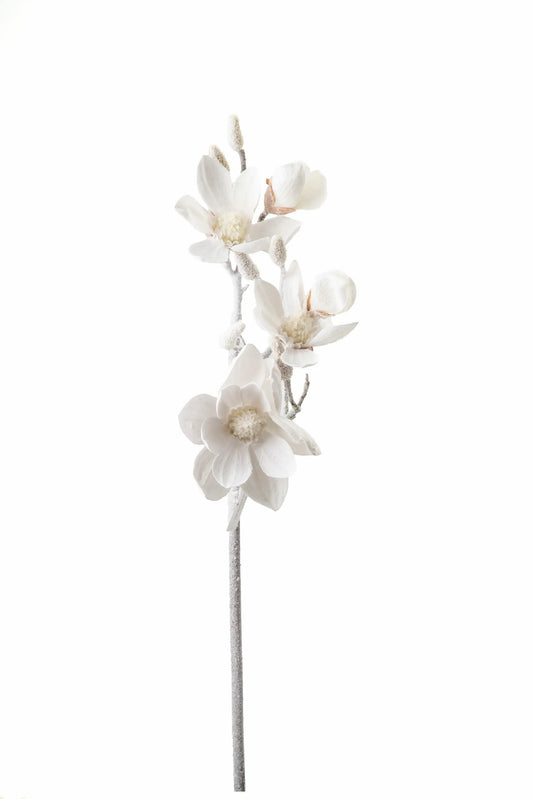 Vara de Magnolia Nevada