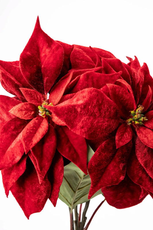 Ramo de Nochebuena Roja Terciopelo